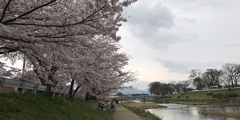 桜の季節の賀茂川